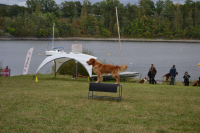 Fitmin Summer Dog Games a Euro Cup