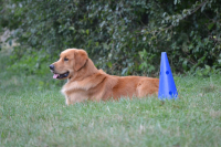 Fitmin Summer Dog Games a Euro Cup